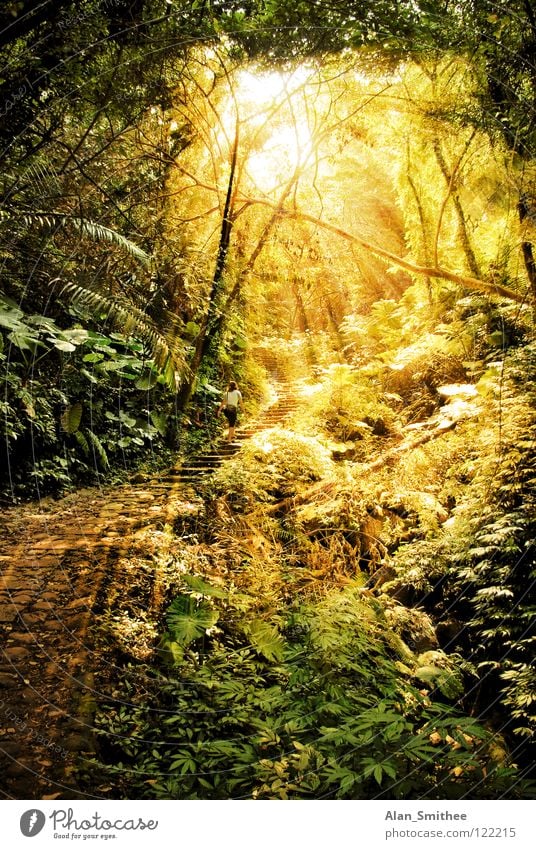 a morning in the jungle Urwald Wald Licht Sonnenlicht Sonnenstrahlen Taiwan sun sunlight sunbeams rainforest Beleuchtung ray rays