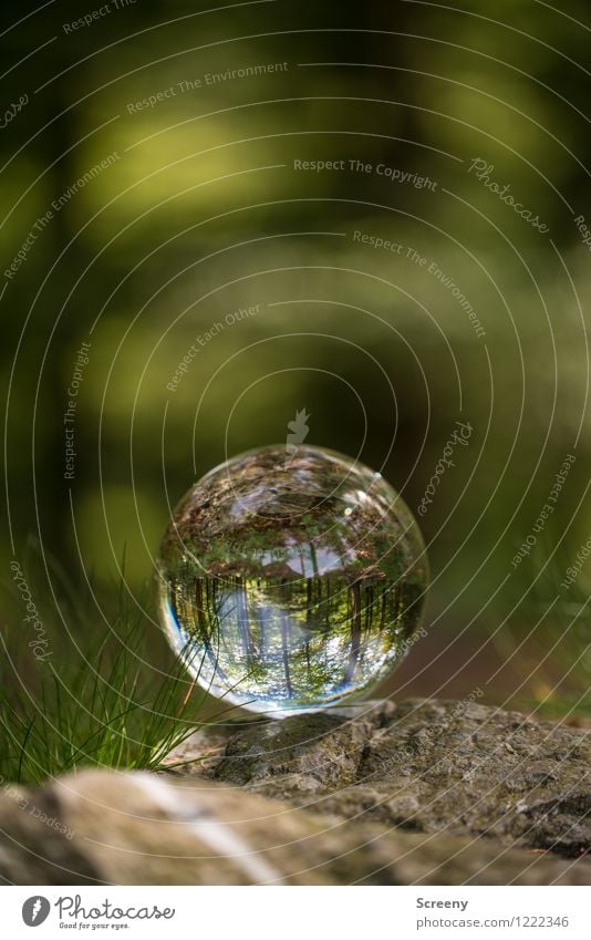 Welten #8 Natur Landschaft Pflanze Frühling Sommer Schönes Wetter Wald Eifel Hohes Venn Kristallkugel Glaskugel Stein rund braun grün ruhig Idylle Wege & Pfade