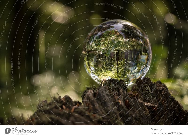 Worlds #9 Natur Landschaft Pflanze Frühling Sommer Schönes Wetter Baum Sträucher Wald Eifel Hohes Venn Kristallkugel Glaskugel Holz rund braun grün ruhig Idylle