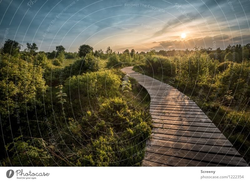 Sommerliche Venn #3 Ferien & Urlaub & Reisen Tourismus Ausflug wandern Natur Landschaft Pflanze Himmel Wolken Sonne Sonnenaufgang Sonnenuntergang Sonnenlicht