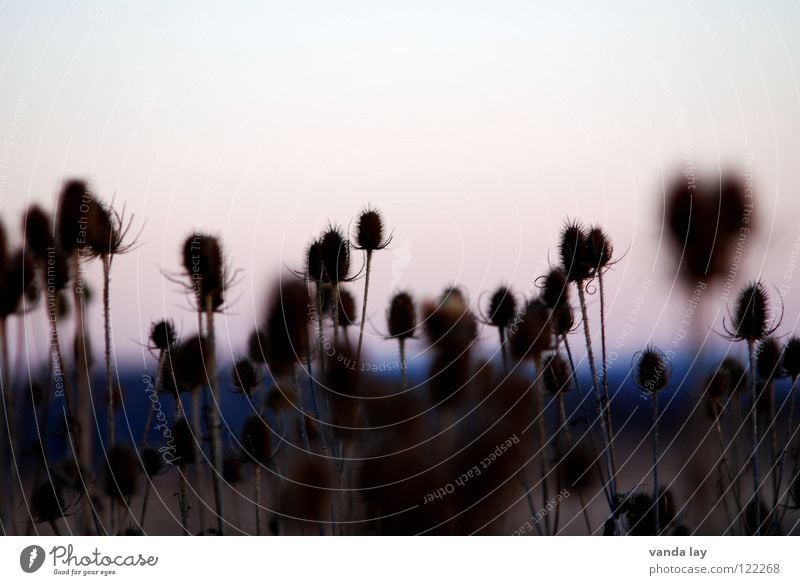 Karden (Dipsacus) Distel Feld Landwirtschaft Sonnenuntergang Unschärfe mehrere stechen Kardendistel Korbblütengewächs Pflanze Natur viele Abend Spitze Wolfskamm