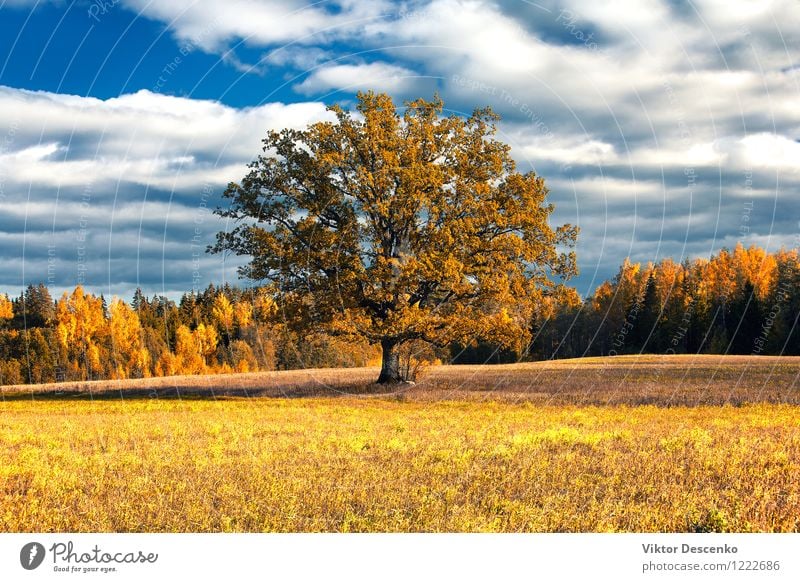 Goldener Herbst der Eiche auf dem Gebiet in einem Wald schön Pflanze Himmel Wärme Baum Blatt hell natürlich blau gelb gold grün rot Farbe organisch Feld