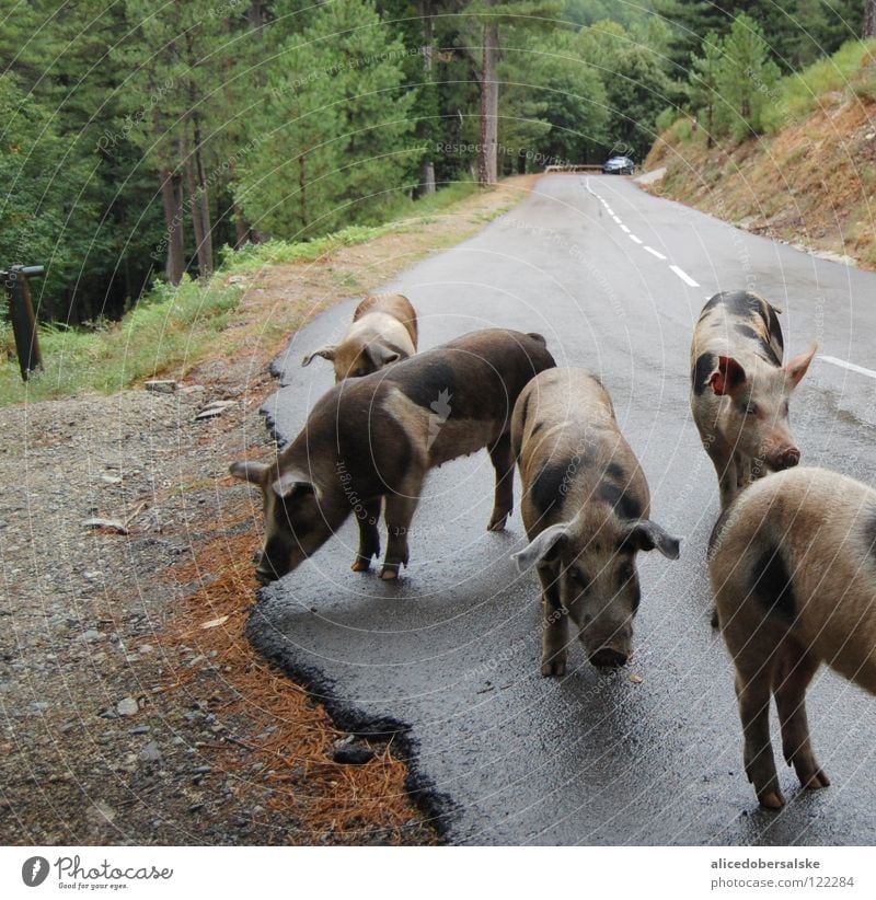 4 1/2 Sau Schwein nass Baum Grunzen Ferkel Tier fahren Schnauze schwarz weiß braun grau Straße Regen Fleck pig Geruch Ohr