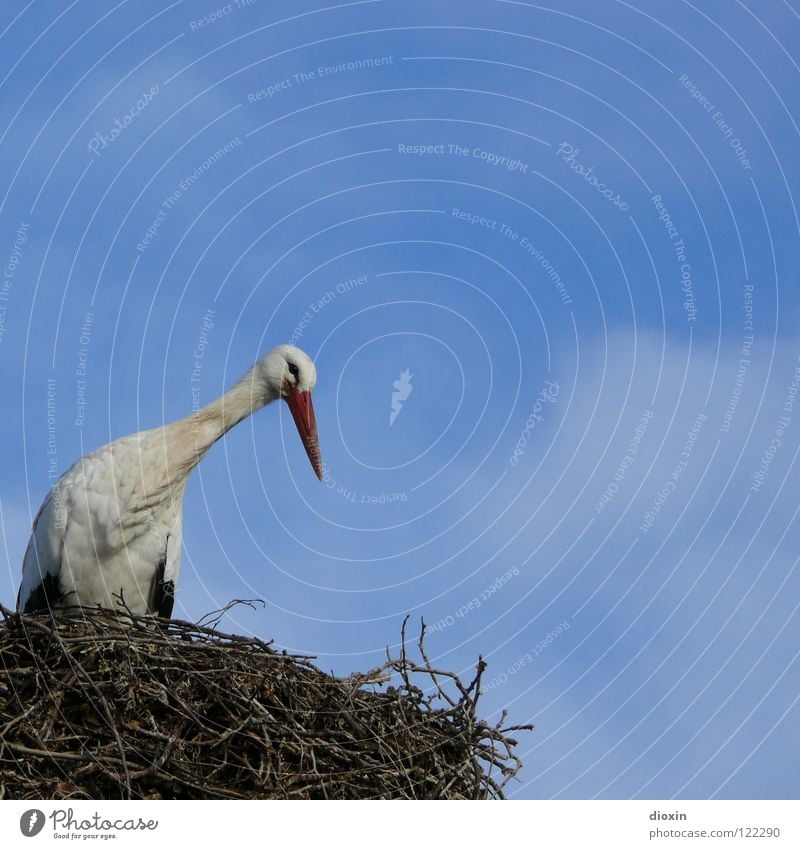 Babylieferservicezentrallager #1 Storch Weißstorch Schreitvögel Zugvogel Vogel Nachkommen Nest Sträucher Nestwärme Geburt Geborgenheit blau Adebar Feder fliegen