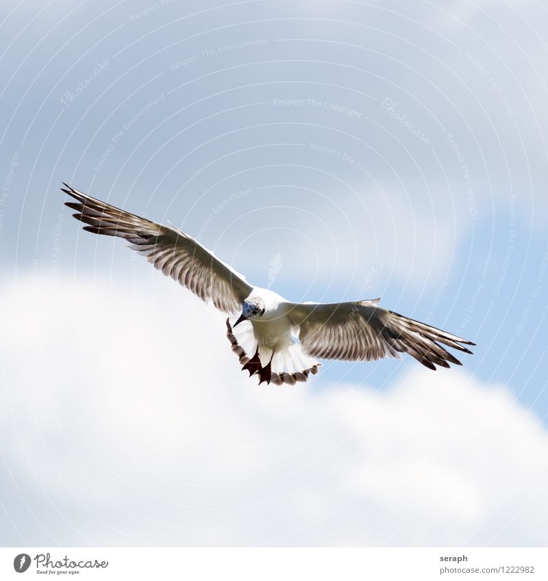 Möwe maritim Vogel Tier raptor flapping flattering Feder Natur Schnabel Aufstrich Wildnis Ornithologie schwingen wild fliegen plumage Flügel Himmel Wolken Luft