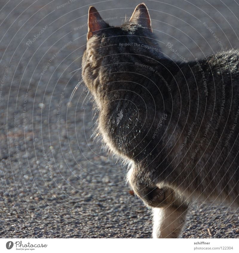 Catwalk II Katze Hauskatze Tier Säugetier Laufsteg stolzieren Schnurrhaar Fell Pfote Ohr Felidae Tigerle MuschMusch gehen ranpirschen Haare & Frisuren