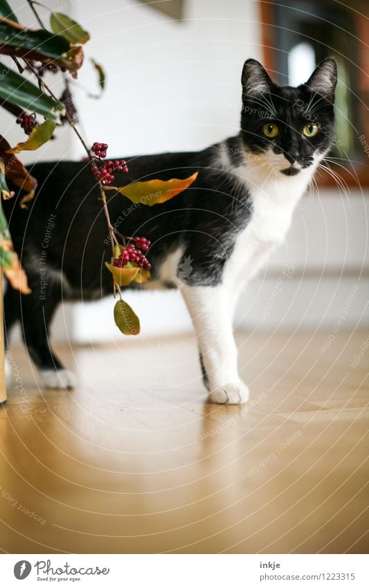 Thelma allein zu Haus. Katzenleben - am Wochenende. Lifestyle Häusliches Leben Raum Menschenleer Haustier 1 Tier Tierjunges Dekoration & Verzierung Blick klein