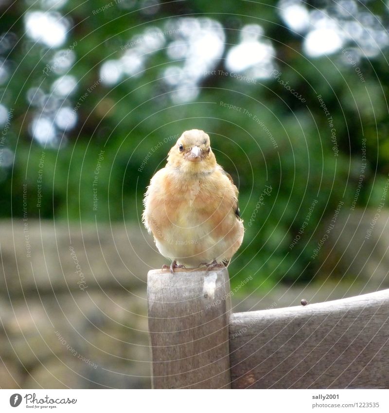 Haste vielleicht 'n Krümel...? Tier Vogel 1 beobachten hocken sitzen warten blond frech Freundlichkeit Neugier Gastfreundschaft Hilfsbereitschaft geduldig