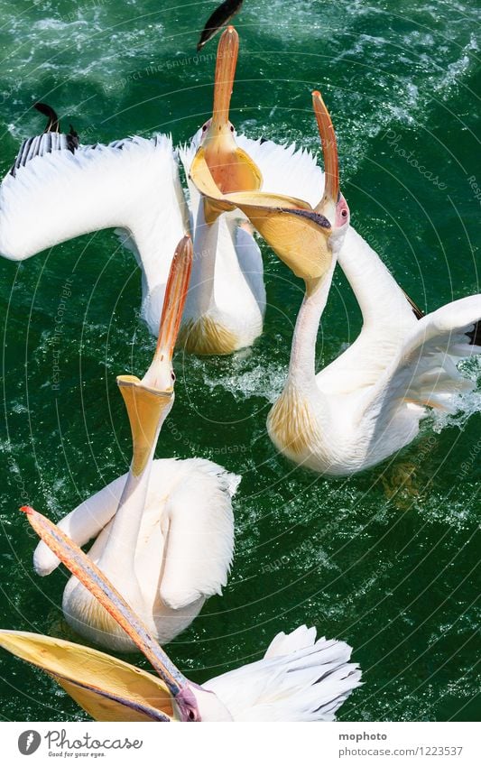 Das große Fressen #2 Fisch Essen Umwelt Natur Tier Wasser Meer Namibia Fischerdorf Wildtier Vogel Tiergesicht Flügel Pelikan Schnabel 4 Tiergruppe Bewegung