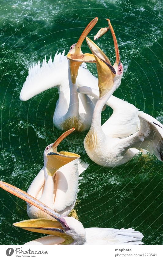 Das große Fressen #1 Fisch Essen Tourismus Ausflug Meer Umwelt Natur Tier Wasser Namibia Fischerdorf Vogel Tiergesicht Flügel Pelikan Schnabel 4 Tiergruppe