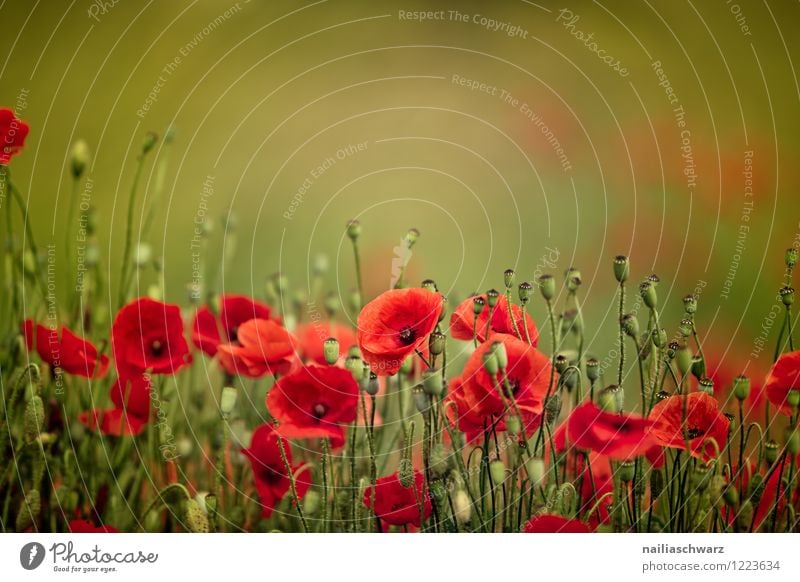 Mohnblumen auf Sommerwiese Sonne Garten Blume Gras Wiese Feld Blühend blau grün rot friedlich Idylle Klatschmohn papaver rhoeas Wiesenblume gartenblume blühen