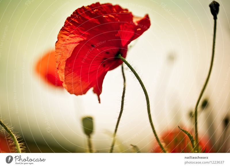 Mohnblumen auf Sommerwiese Sonne Garten Blume Gras Wiese Feld Blühend blau grün rot friedlich Idylle Klatschmohn papaver rhoeas Wiesenblume gartenblume blühen