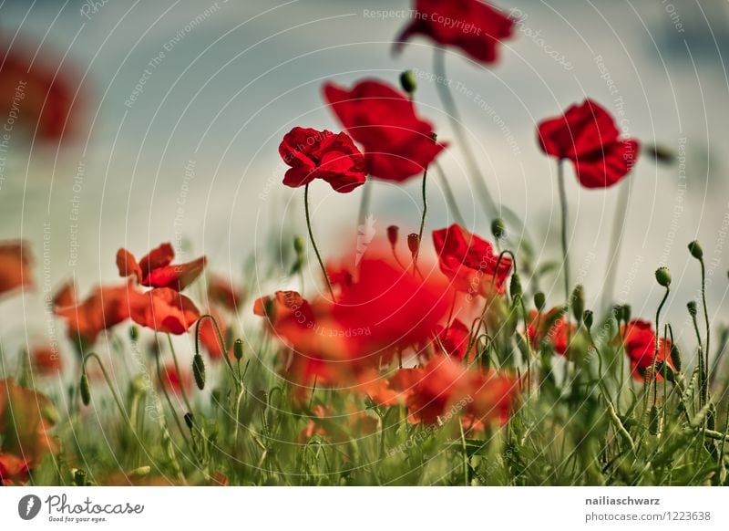 Mohnblumen auf Sommerwiese Sonne Garten Blume Gras Wiese Feld Blühend blau grün rot friedlich Idylle Klatschmohn papaver rhoeas Wiesenblume gartenblume blühen