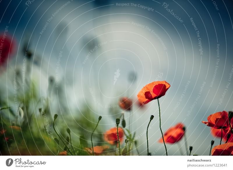 Mohnblumen auf Sommerwiese Sonne Garten Blume Gras Wiese Feld Blühend blau grün rot friedlich Idylle Klatschmohn papaver rhoeas Wiesenblume gartenblume blühen