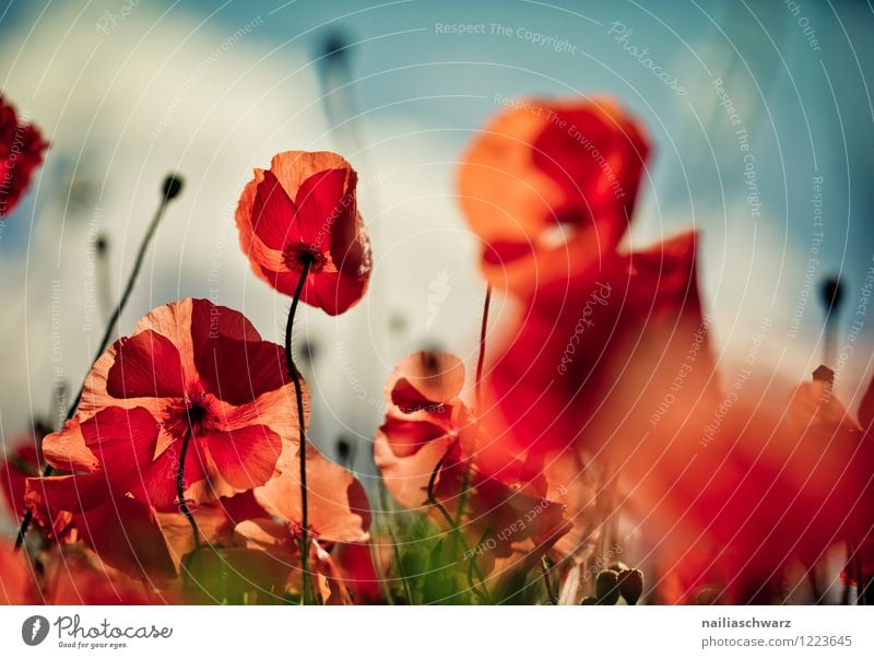 Mohnblumen auf Sommerwiese Sonne Garten Blume Gras Wiese Feld Blühend blau grün rot friedlich Idylle Klatschmohn papaver rhoeas Wiesenblume gartenblume blühen