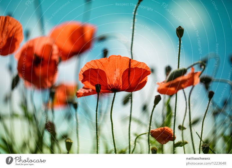 Mohnblumen auf Sommerwiese Sonne Garten Blume Gras Wiese Feld Blühend blau grün rot friedlich Idylle Klatschmohn papaver rhoeas Wiesenblume gartenblume blühen