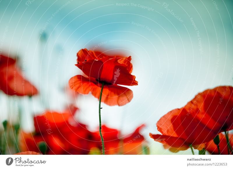 Mohnblumen auf Sommerwiese Sonne Garten Blume Gras Wiese Feld Blühend blau grün rot friedlich Idylle Klatschmohn papaver rhoeas Wiesenblume gartenblume blühen