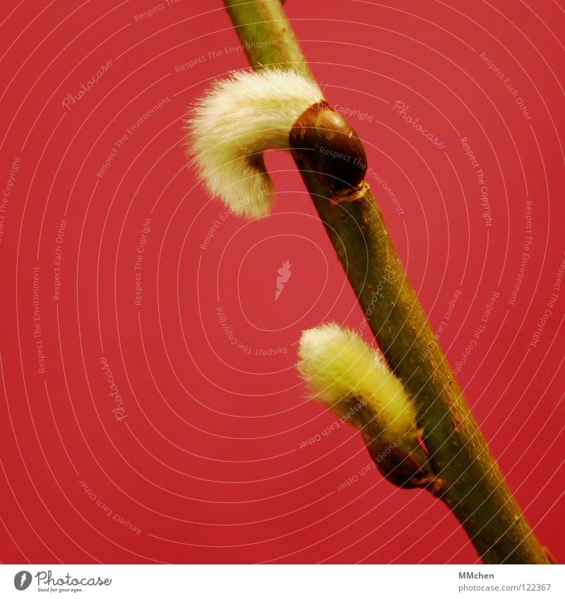 Buntes Treiben Weidenkätzchen Sal-Weide weiß braun grün zart weich Frühling Sträucher Blüte beweglich Allergiker Makroaufnahme Nahaufnahme rot weich