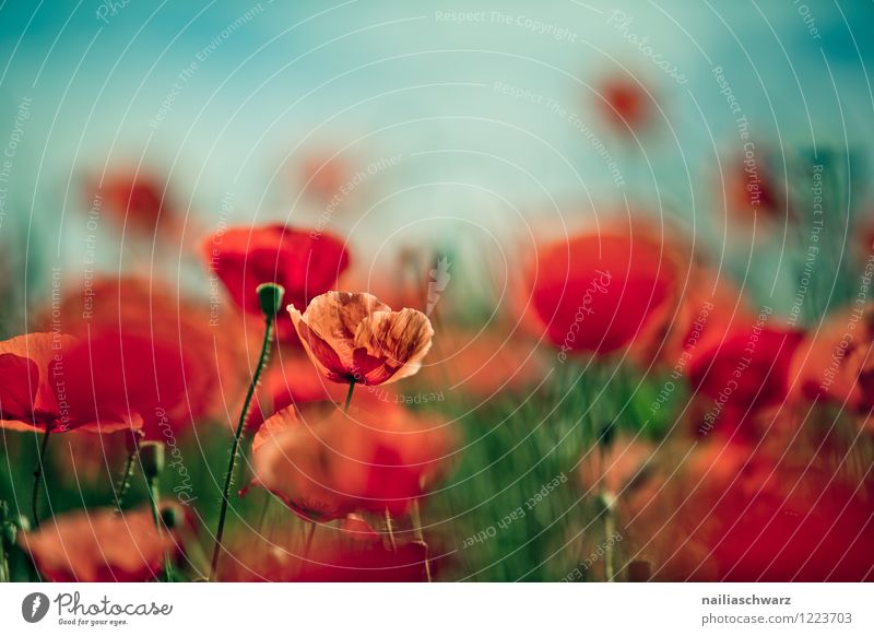 Mohnblumen auf Sommerwiese Sonne Garten Blume Gras Wiese Feld Blühend blau grün rot friedlich Idylle Klatschmohn papaver rhoeas Wiesenblume gartenblume blühen