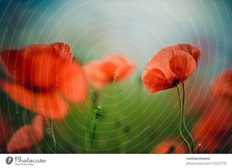 Mohnblumen auf Sommerwiese Sonne Garten Blume Gras Wiese Feld Blühend blau grün rot friedlich Idylle Klatschmohn papaver rhoeas Wiesenblume gartenblume blühen