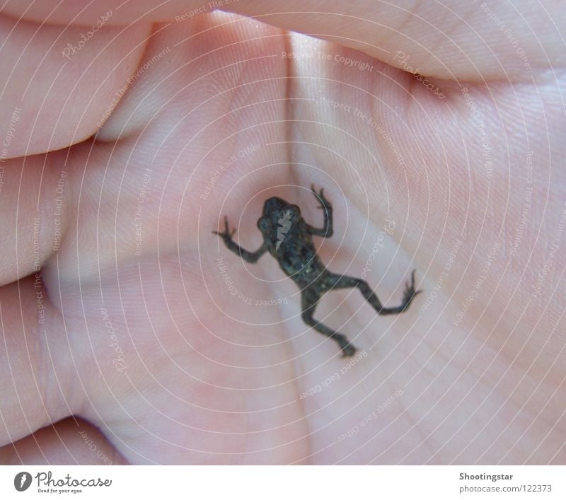 little frog Hand Geborgenheit Quaken klein hüpfen getragen winzig Leben Tier Lebewesen Froschkönig schwarz Gelassenheit Zufluchtsort Lurch Handvoll Schutz