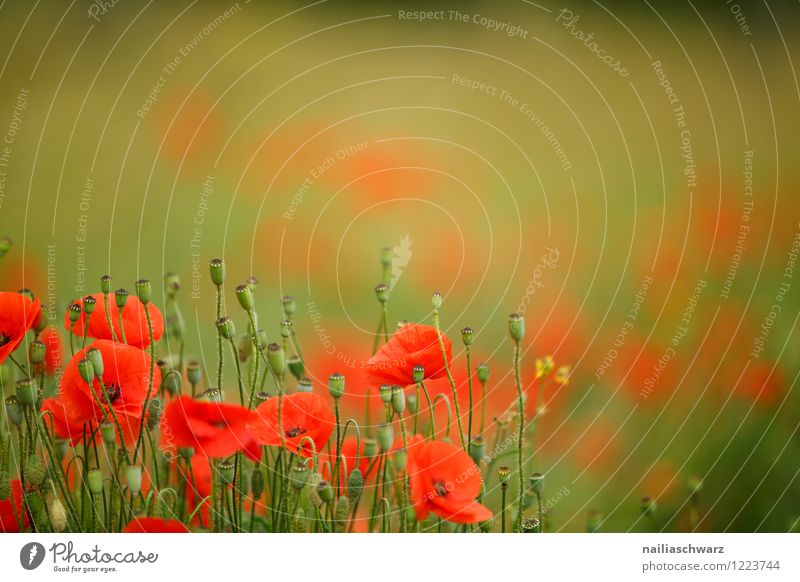 Mohnblumen auf Sommerwiese Sonne Garten Blume Gras Wiese Feld Blühend blau grün rot friedlich Idylle Klatschmohn papaver rhoeas Wiesenblume gartenblume blühen