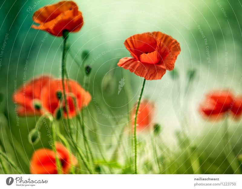 Mohnblumen auf Sommerwiese Sonne Garten Pflanze Blume Gras Wiese Feld Blühend blau grün rot friedlich Idylle Klatschmohn papaver rhoeas Wiesenblume gartenblume