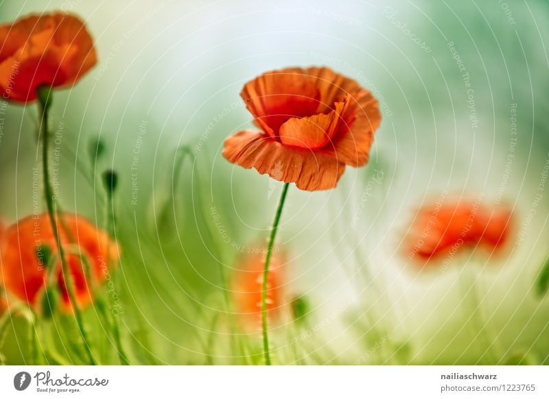 Mohnblumen auf Sommerwiese Sonne Garten Blume Gras Wiese Feld Blühend blau grün rot friedlich Idylle Klatschmohn papaver rhoeas Wiesenblume gartenblume blühen