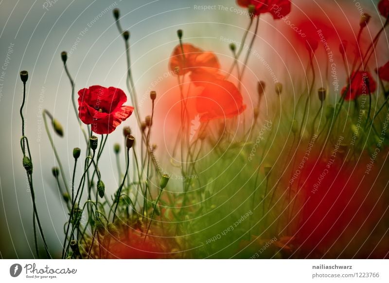 Mohnblumen auf Sommerwiese Sonne Garten Blume Gras Wiese Feld Blühend blau grün rot friedlich Idylle Klatschmohn papaver rhoeas Wiesenblume gartenblume blühen