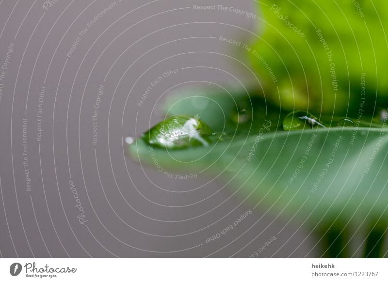 Wassertropfen Blatt Grünpflanze grau grün Farbfoto Außenaufnahme Makroaufnahme Textfreiraum oben Textfreiraum unten Hintergrund neutral Tag