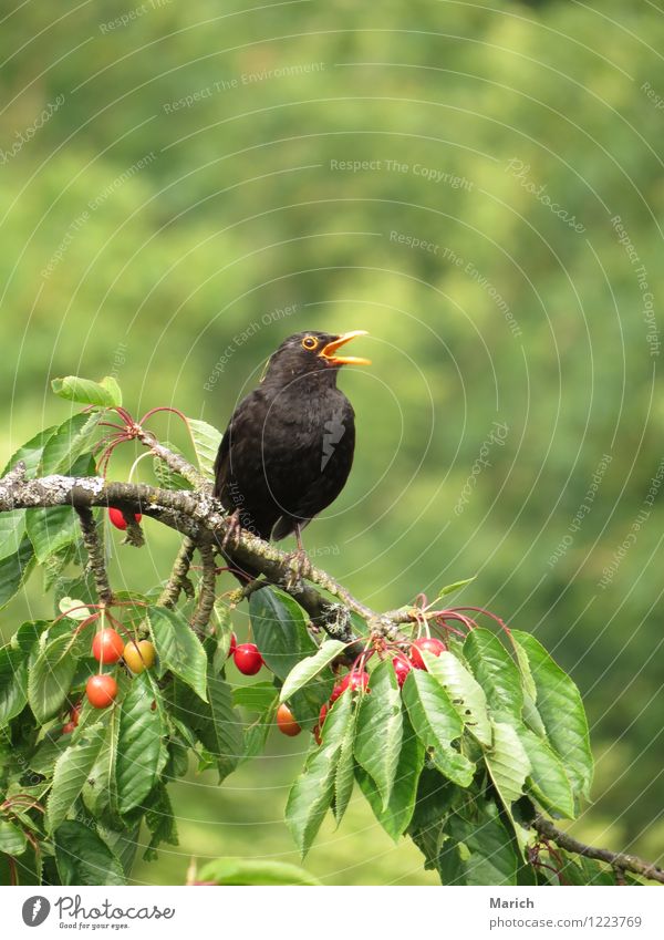 Amsel im Kirschbaum Natur Frühling Sommer Baum Nutzpflanze Garten Tier Vogel Tiergesicht 1 hocken natürlich grün rot schwarz Freude Frühlingsgefühle singen