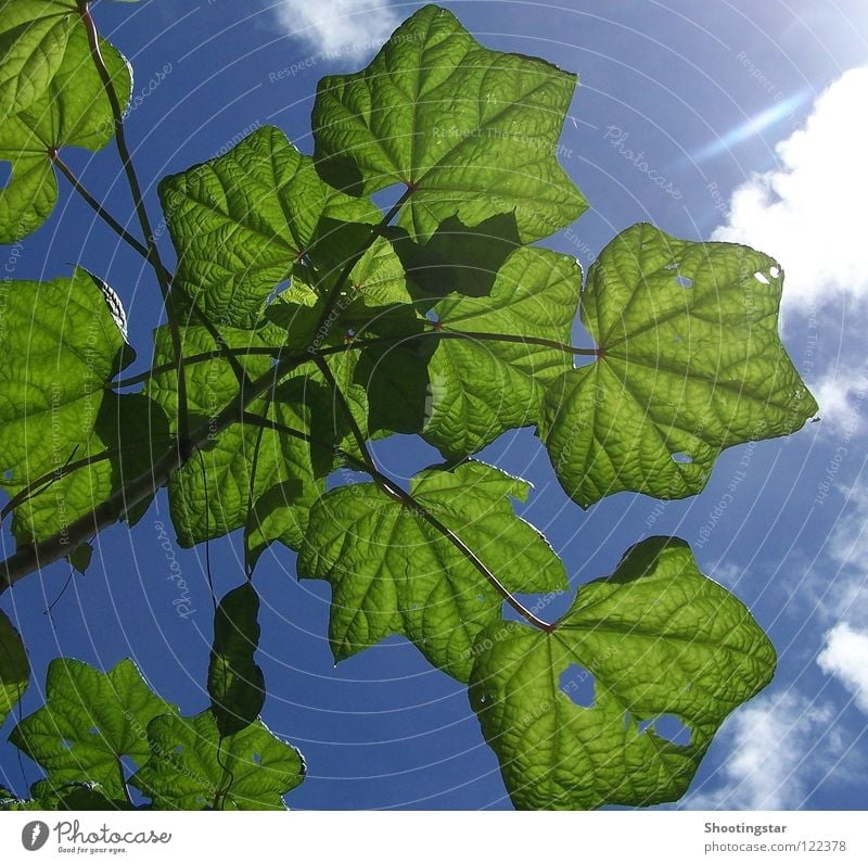 leuchtendes grün Blatt Sonnenlicht Kraft Wolken durchleuchtet Sommer Sträucher Loch blau Wurm drin Raupe nimmersatt sunshine Blick von unten Außenaufnahme