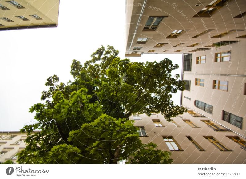 Baum im Hinterhof Berlin Prenzlauer Berg Hauptstadt Natur Stadt Stadtleben Haus Wohnhaus Wohnhochhaus Etage Mehrfamilienhaus Plattenbau hinten Froschperspektive