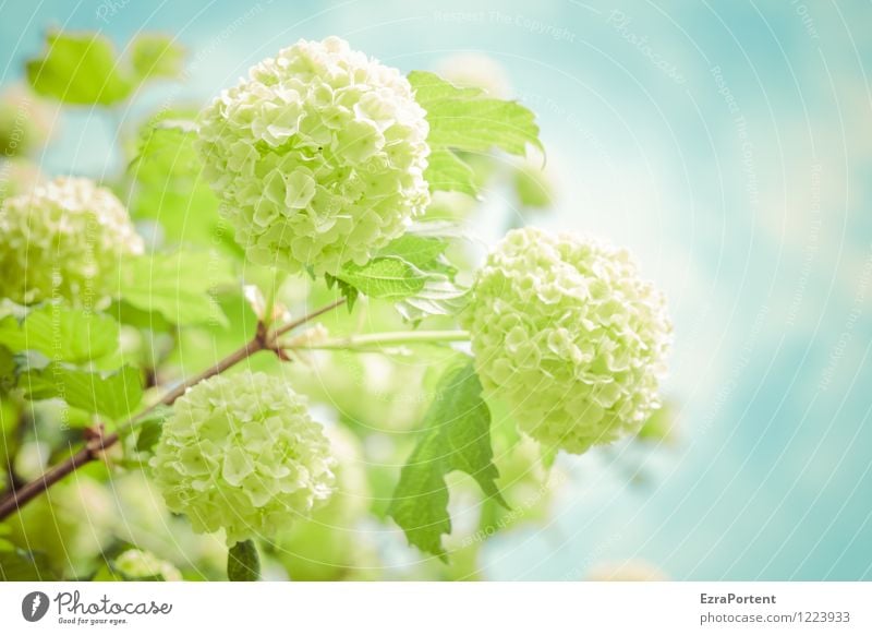 Schneeball Natur Pflanze Himmel Frühling Sommer Klima Wetter Sträucher Blatt Blüte Garten ästhetisch Duft hell blau grün Viburnum Gemeiner Schneeball Blühend