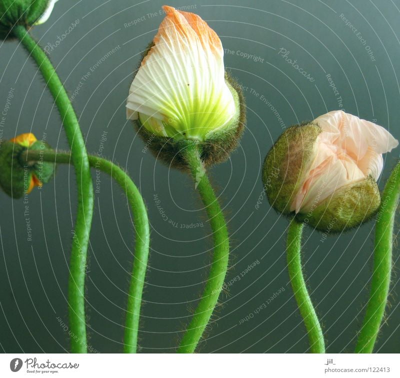 fünf mohnblumen 2 Mohn Mohnblüte Blume 5 Schwung rund weiß gelb rosa grün khakigrün türkis grau schön mehrere Tanzen Bewegung Strukturen & Formen volumen