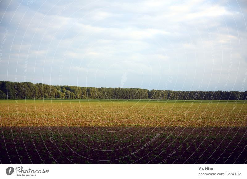 Boden- und Ackertag | ernte gut, alles gut Umwelt Natur Landschaft Erde Himmel Wolken Pflanze Baum Feld Wald Wachstum Ernte grün braun natürlich Landwirtschaft