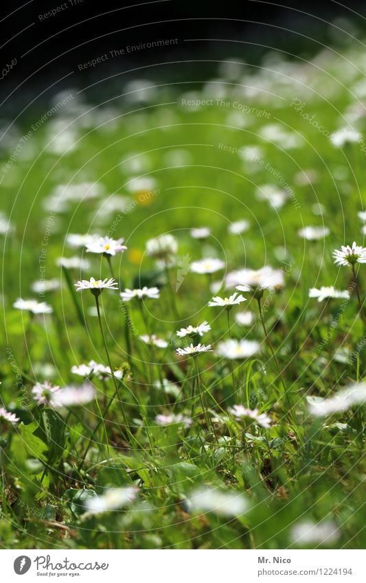 lasst blumen sprechen Umwelt Natur Landschaft Frühling Sommer Pflanze Blume Gras Garten Park Wiese Blühend Frühlingsgefühle Blumenwiese Gänseblümchen Margerite