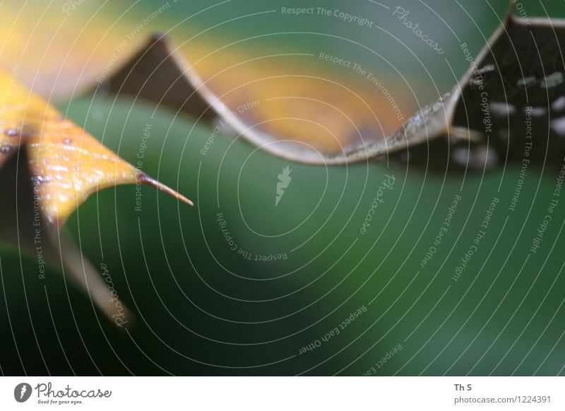 Blatt Natur Pflanze Frühling Sommer Herbst Bewegung Blühend verblüht ästhetisch authentisch einfach elegant natürlich gelb grün Gelassenheit geduldig ruhig