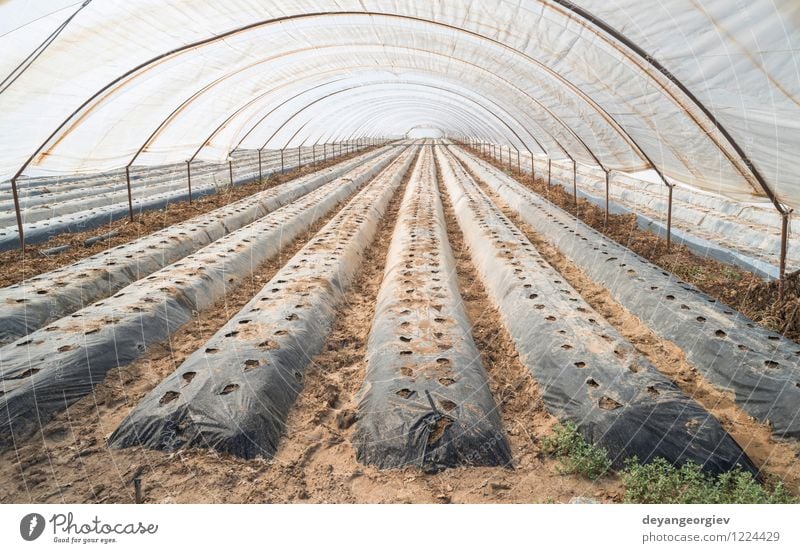 Gewächshaus ohne Pflanzen Gemüse Garten Gartenarbeit Industrie Business Natur Wachstum grün Perspektive Ackerbau Kinderzimmer Bauernhof Gartenbau