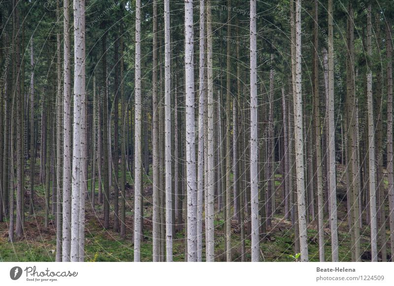 Wenn Bäume Wald spielen Umwelt Natur Pflanze Sommer Baum Wachstum ästhetisch dunkel braun grün Ausdauer Zusammenhalt vertikal Linienstärke Völker Tanne