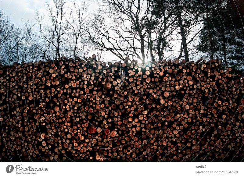 Schnittmenge Umwelt Natur Himmel Wolken Schönes Wetter Baum Wildpflanze Baumstamm Stapel Abholzung Wald gigantisch groß hoch rund viele Masse Menge Farbfoto