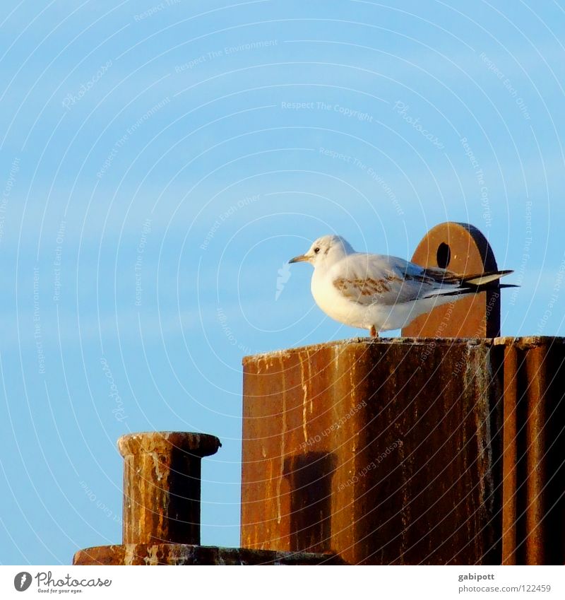 noch ne Möwe Vogel Schnabel hocken Einsamkeit ungestört Ludwigshafen Poller Eisen Abendsonne Sehnsucht ruhig Fernweh Frieden Hafen sitzen warten Erholung