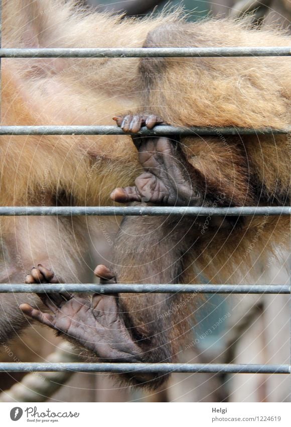 festhalten... Tier Fell Pfote Zoo Affen 1 Gitter Metall einzigartig Neugier braun grau Sicherheit Schutz Farbfoto Gedeckte Farben Außenaufnahme Nahaufnahme