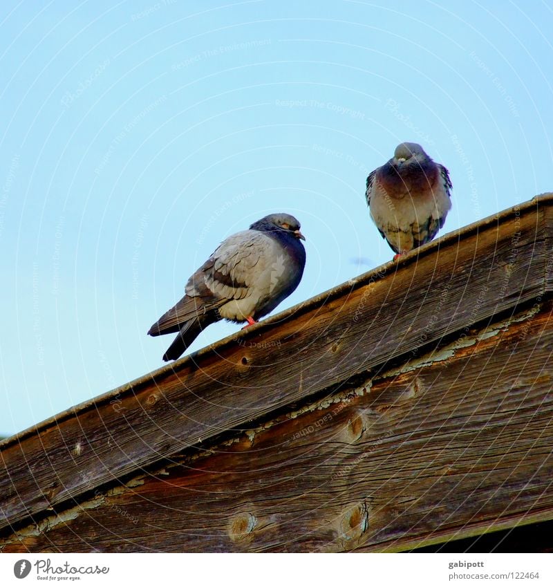 Von Spatzen und Tauben, Dächern und ... Vogel Feder Dach Holz Haus hocken Gurren grau braun verfallen Gurrr dreckig Luftratten Dachkante Himmel Mannheimer Hafen