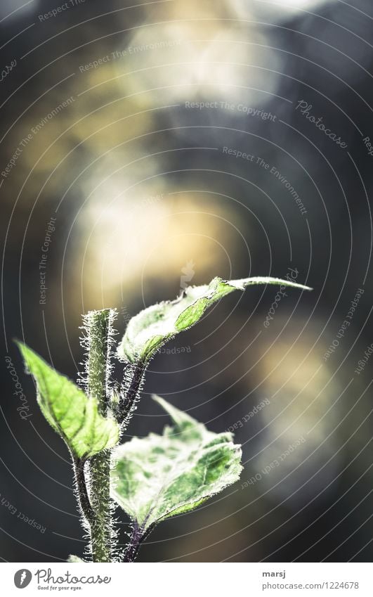 (Ge)Schnitt(ene)blume Natur Pflanze Sommer Blatt Nutzpflanze Sonnenblumenstängel Stengel Pflanzenteile geteilt getrennt gruselig einzigartig grün Überraschung