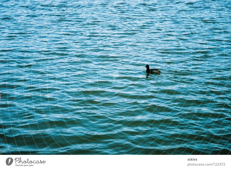 duk See Sommer Tier Vogel Leben schwarz einzigartig Natur Ente Wasser blau Einsamkeit Wellen Deutschland Teich Wasseroberfläche Im Wasser treiben