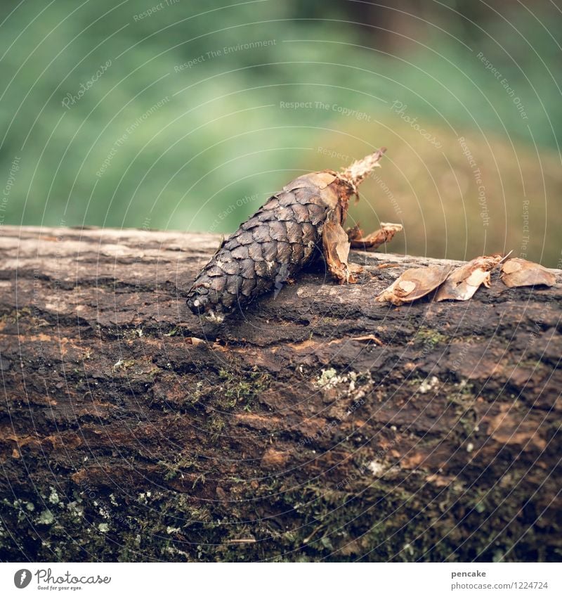 das schuppentier Natur Sommer Wald 1 Tier beobachten sitzen Freude Zapfen Baumrinde Baumstamm Unschärfe sprunghaft Schuppen hockend Farbfoto Außenaufnahme