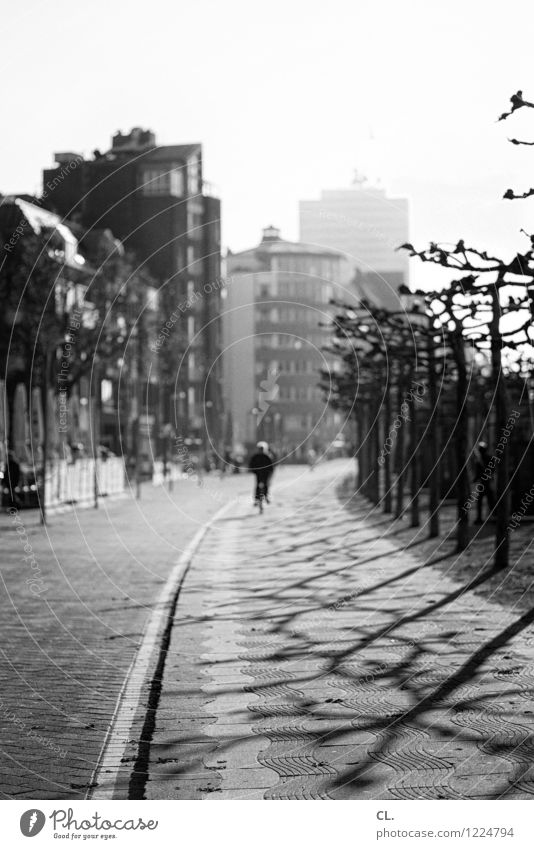 promenade Freizeit & Hobby Städtereise Herbst Schönes Wetter Baum Düsseldorf Stadt Haus Rheinpromenade Verkehr Verkehrsmittel Verkehrswege Fahrradfahren Straße