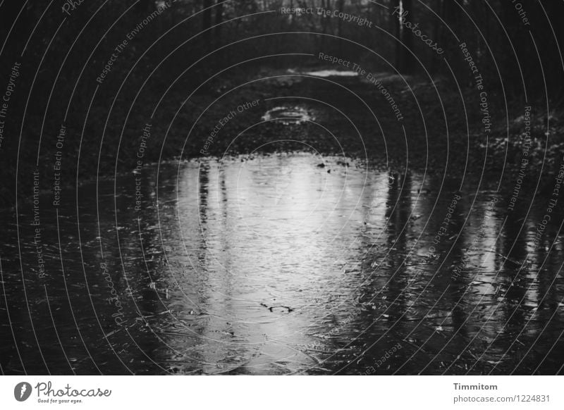 schwarzsehen | und trotzdem losgehen Umwelt Natur Urelemente Wasser Winter Eis Frost Wald dunkel grau weiß Schwarzweißfoto Außenaufnahme Menschenleer Tag