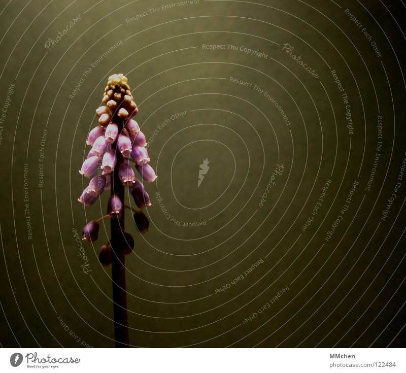 SchattenParker Blume Pflanze Stengel Blüte violett grün grau einzeln Hyazinthe Traubenhyazinthe Steingarten Botanik Gift Weinberg Balkon Halbschatten